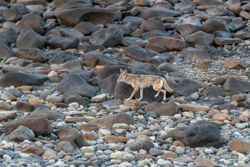 Besuch eines Kojoten [Canis latrans]