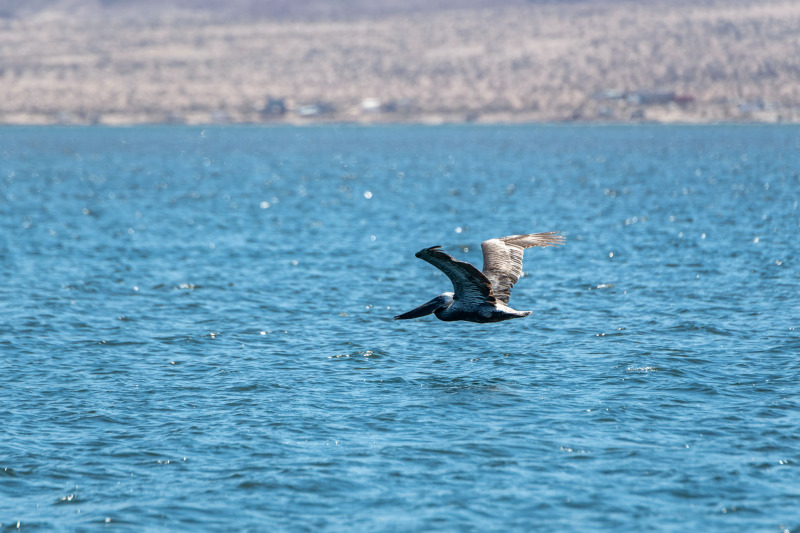 Braunpelikan [Pelecanus occidentalis]