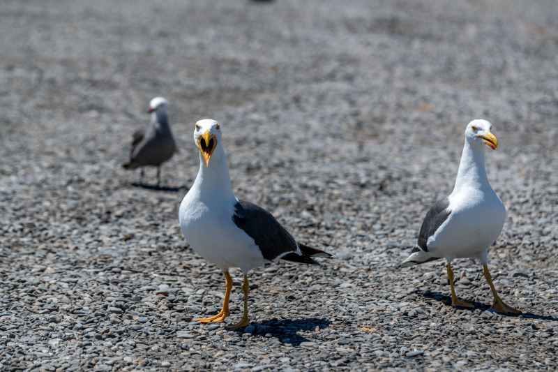 Gelbfussmöwe [Larus livens]