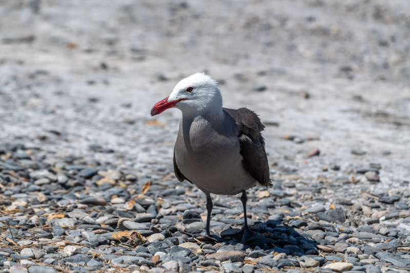 Heermannmöwe [Larus heermanni]