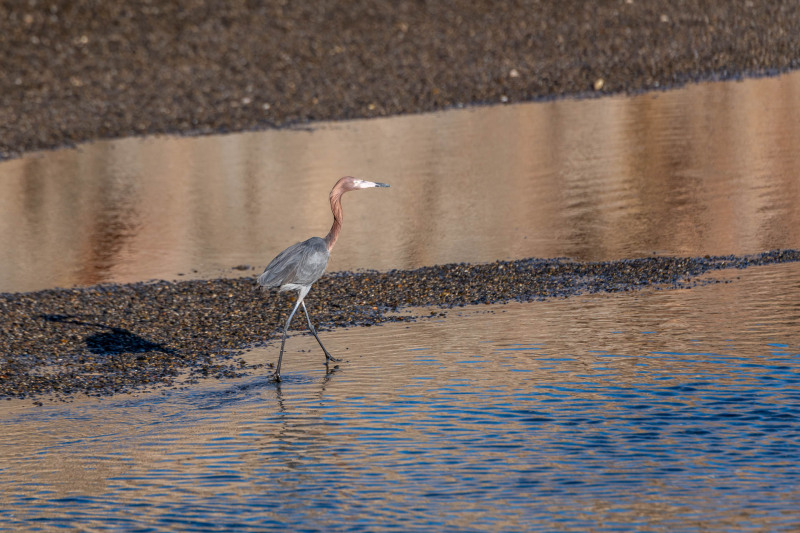 Egretta rufescens [Egretta rufescens]