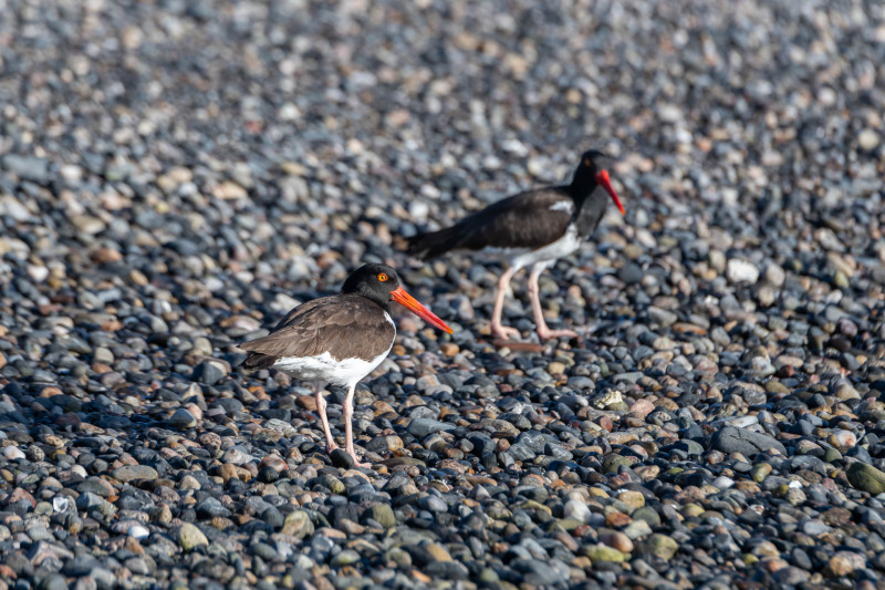 Braunmantel-Austernfischer [Haematopus palliatus]