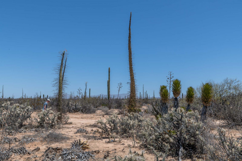 Kakteen im trocken Inland von Baja California