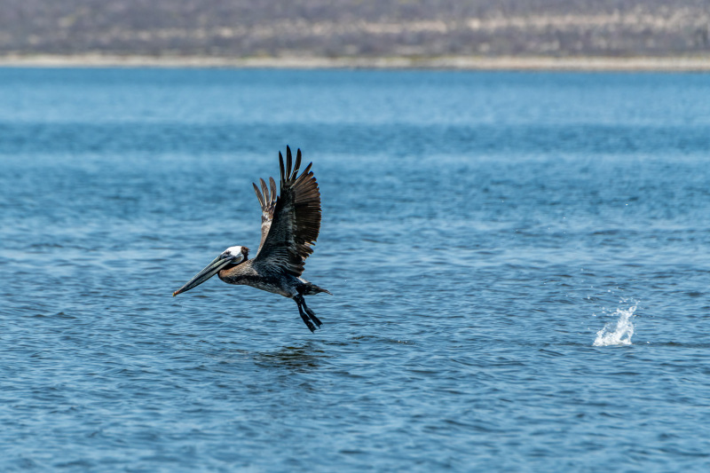 Braunpelikan [Pelecanus occidentalis]