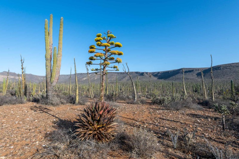 Baja California