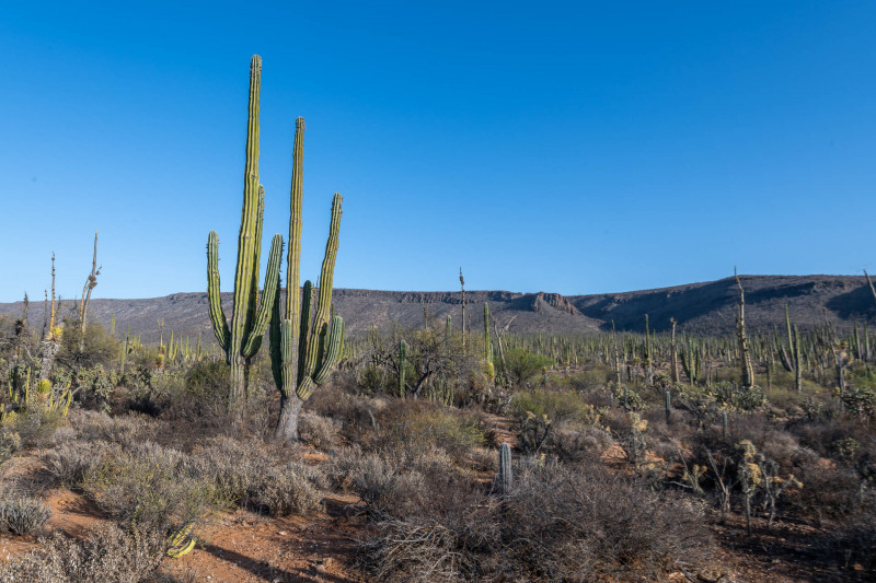 Baja California