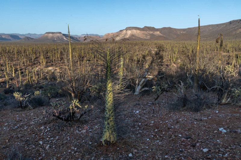 Baja California