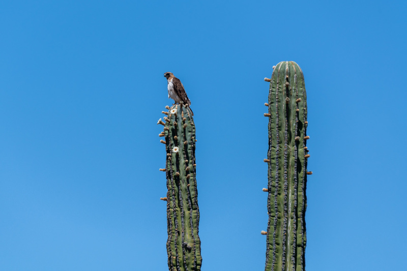 Rotschwanzbussard [Buteo jamaicensis]