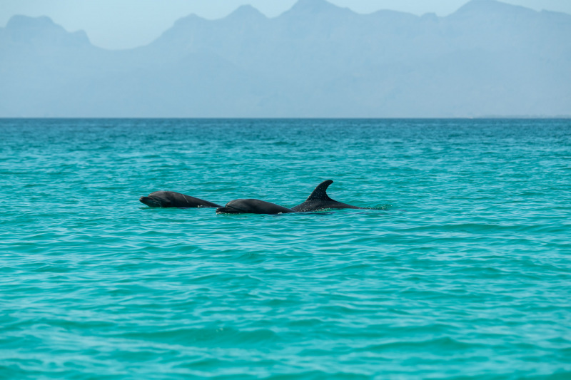 Großer Tümmler [Tursiops truncatus]