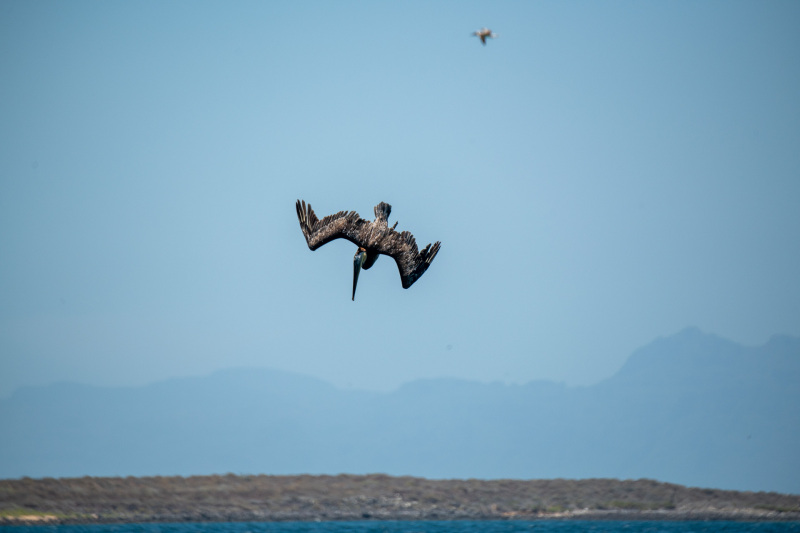 Braunpelikan [Pelecanus occidentalis]