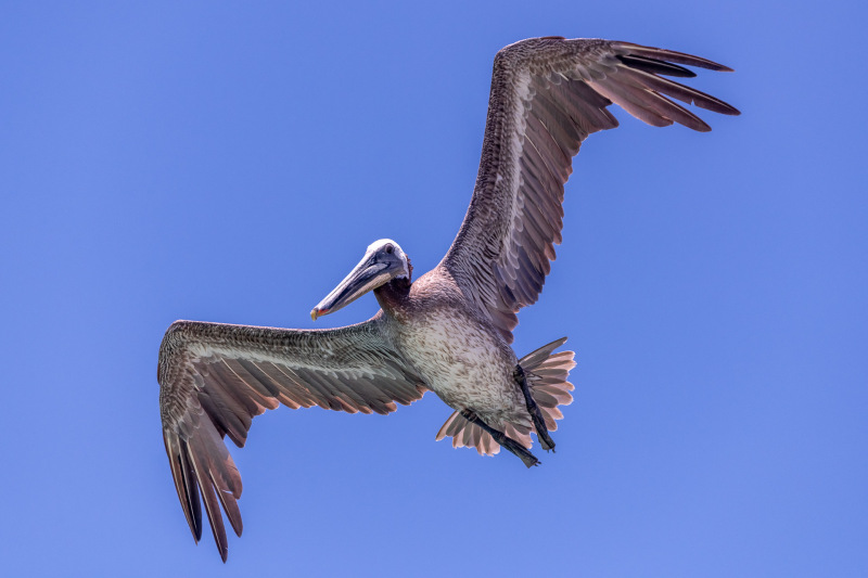 Braunpelikan [Pelecanus occidentalis]
