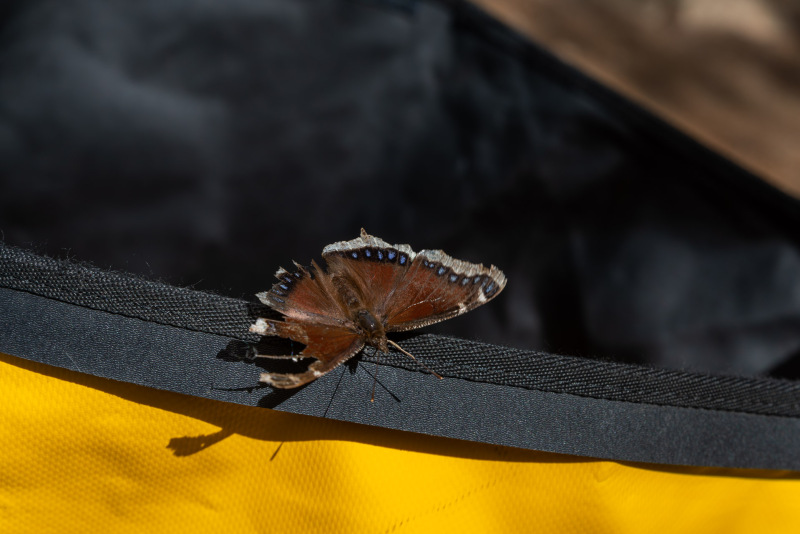 Trauermantel, Mourning Cloak [Nymphalis antiopa antiopa]