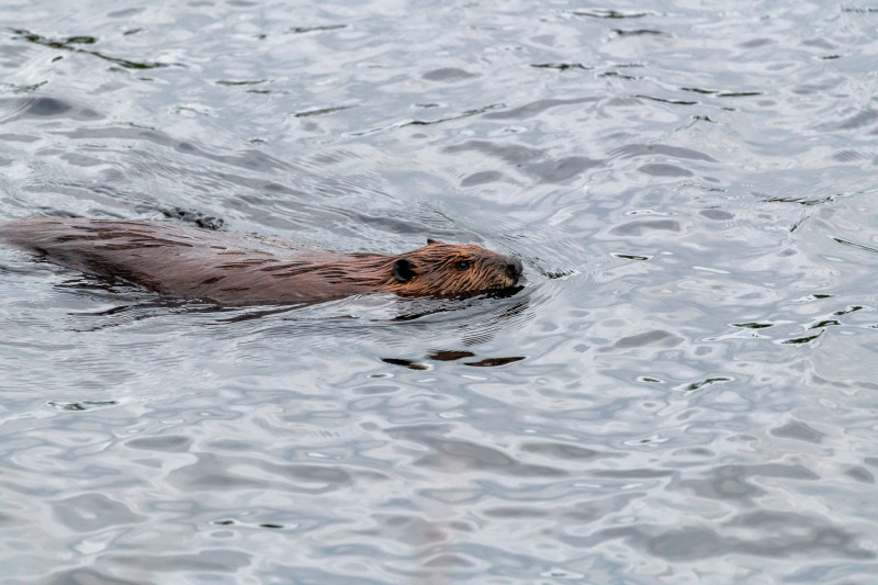 Biber [Castor canadensis]