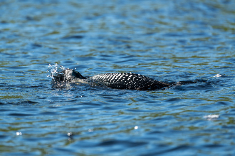 Common Loon [Gavia immer]