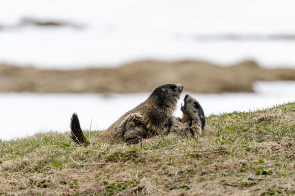 Murmeltiere [Marmota] im Val Piora