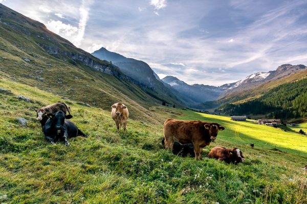 Kühe am frühen Morgen im Val Fex