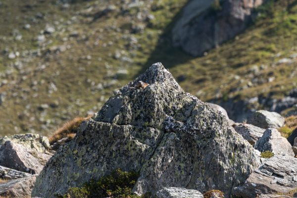 Murmeltier auf dem Mini Matterhorn