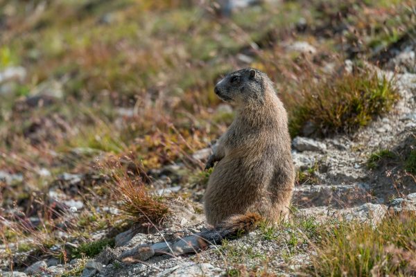 Murmeltiere [Marmota] im Oberengadin