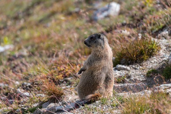 Murmeltiere [Marmota] im Oberengadin