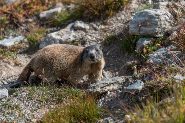 Murmeltiere [Marmota] im Oberengadin