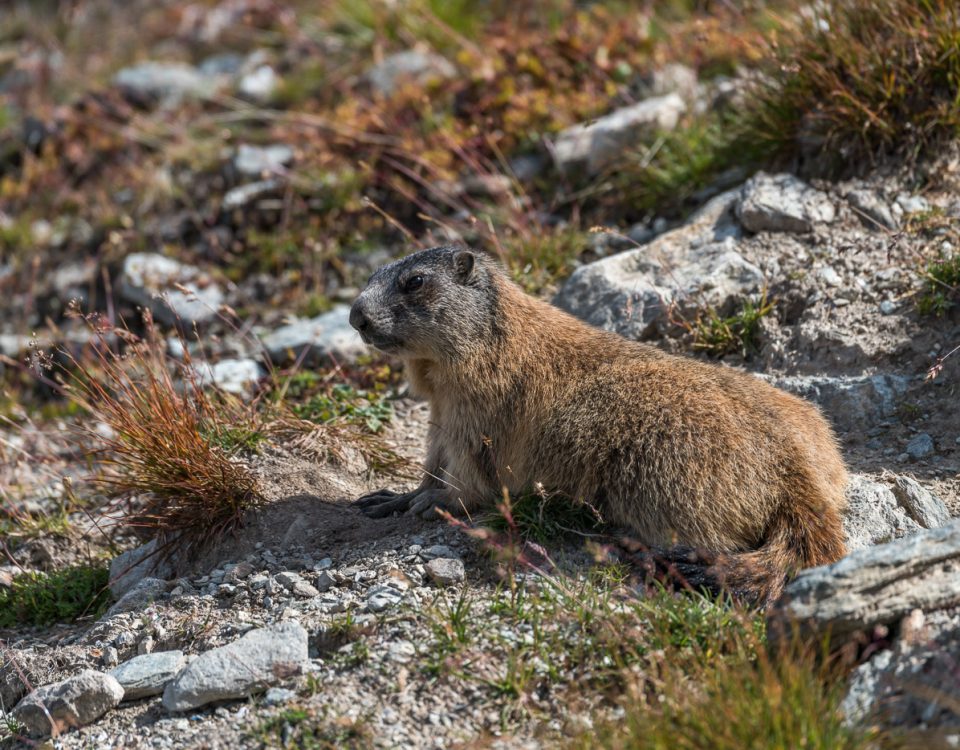 Murmeltiere [Marmota] im Oberengadin
