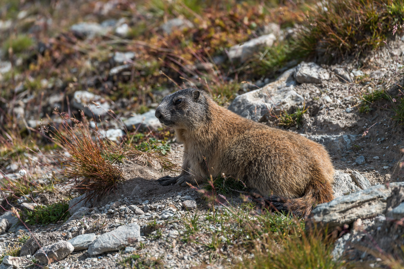 Murmeltiere [Marmota] im Oberengadin