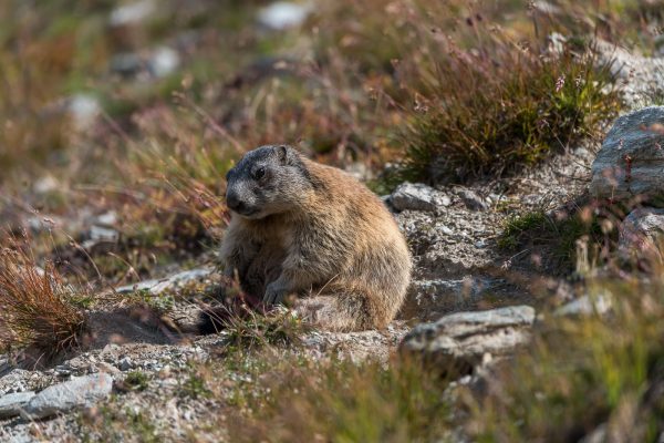 Murmeltiere [Marmota] im Oberengadin