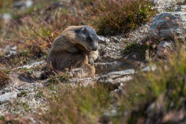 Murmeltiere [Marmota] im Oberengadin