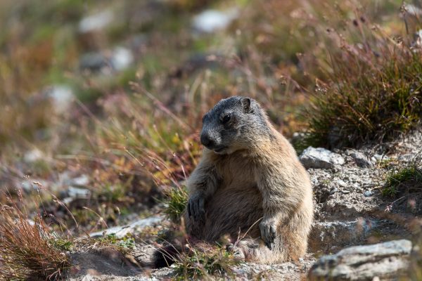 Murmeltiere [Marmota] im Oberengadin