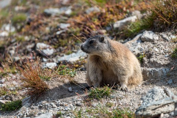 Murmeltiere [Marmota] im Oberengadin