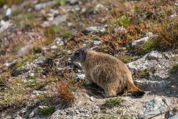 Murmeltiere [Marmota] im Oberengadin