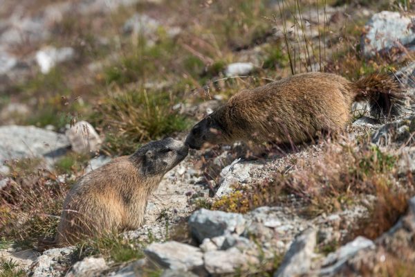 Murmeltiere [Marmota] im Oberengadin