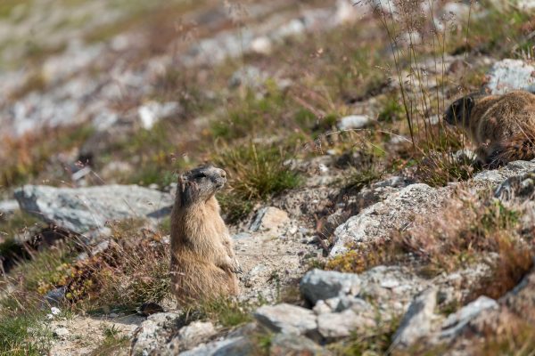 Murmeltiere [Marmota] im Oberengadin