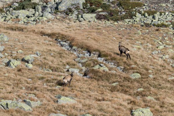 Gemse [Rupicapra rupicapra] auf Pasculs da Boval