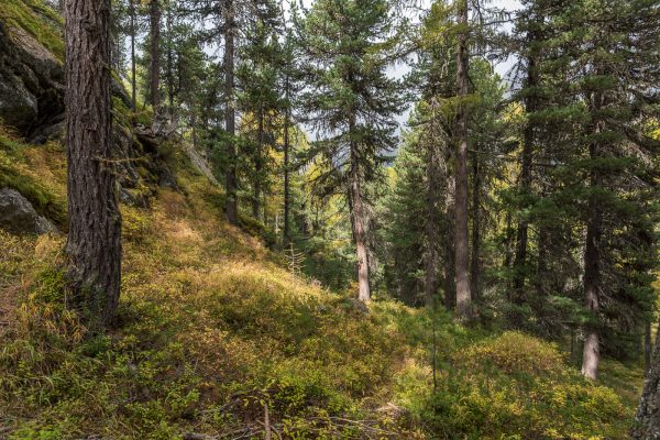 Lärchen in Morteratsch unterhalb Chünetta