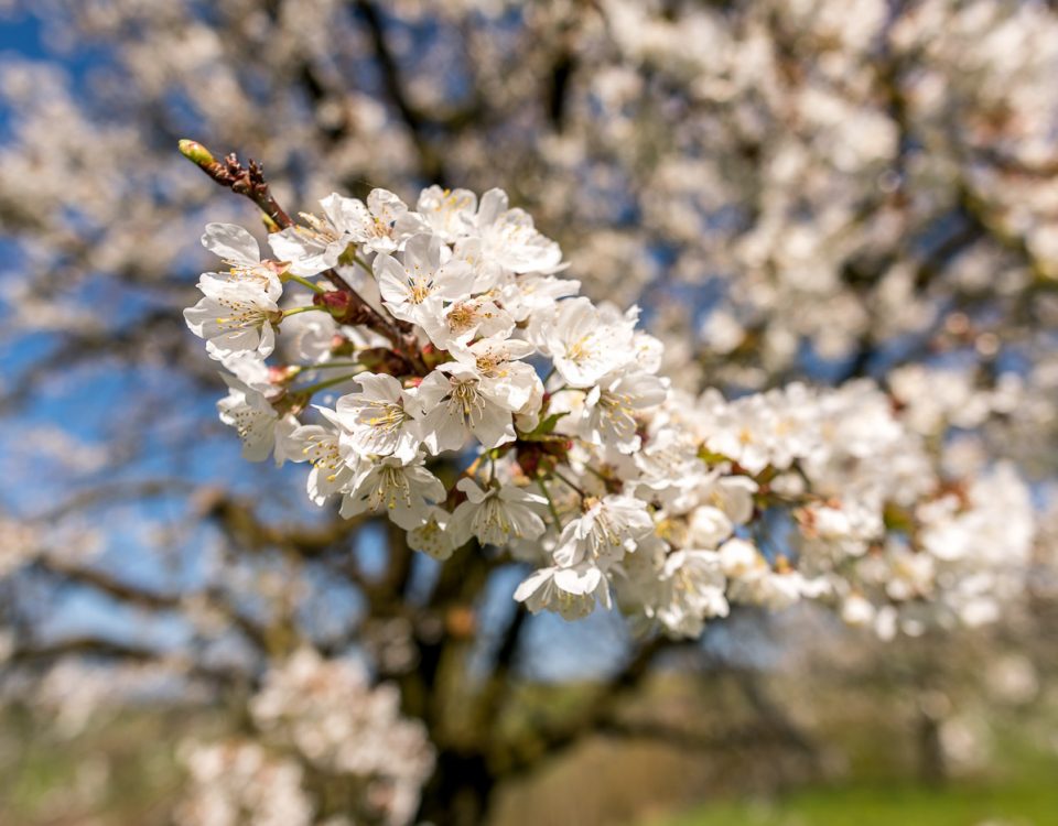 Kirschblüten