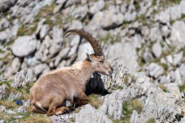 Steinbock [Capra ibex]