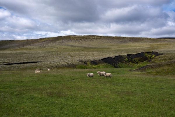 Schafe im Hochland