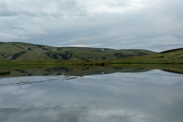 Der Schwan in seinem Reviera