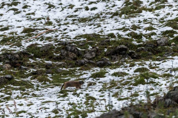 Murmeltier [Marmota marmota]