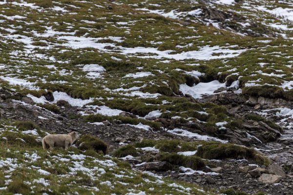 Schaf unter den Steinböcken