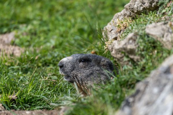 Murmeltiere [Marmota]