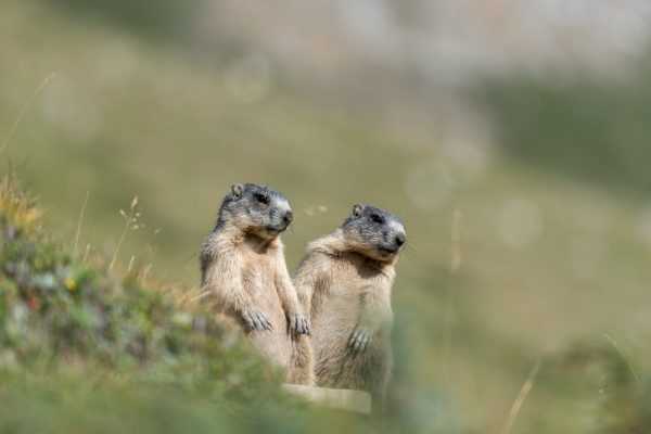 Murmeltiere [Marmota]