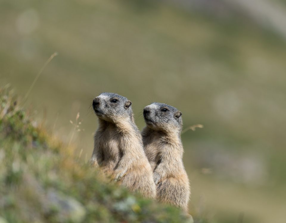 Zwei Murmeltiere [Marmota]