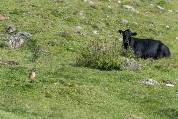 Kleine und grosse Tiere