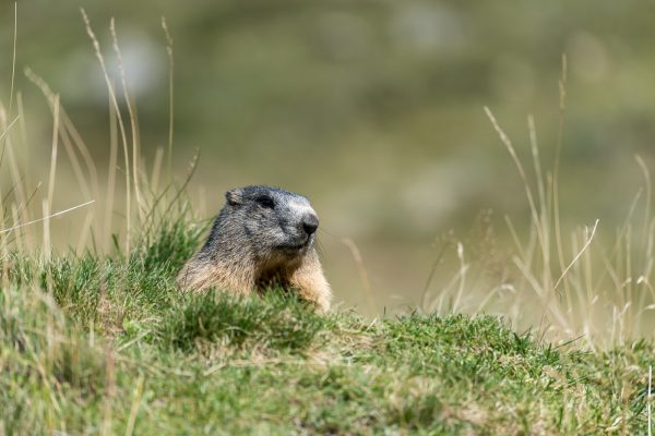 Murmeltiere [Marmota]