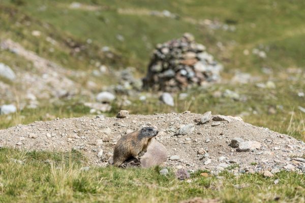 Murmeltiere [Marmota]