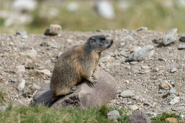 Murmeltiere [Marmota]