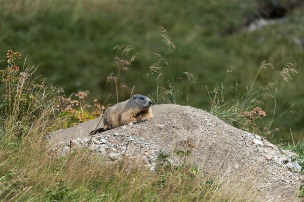 Murmeltiere [Marmota]