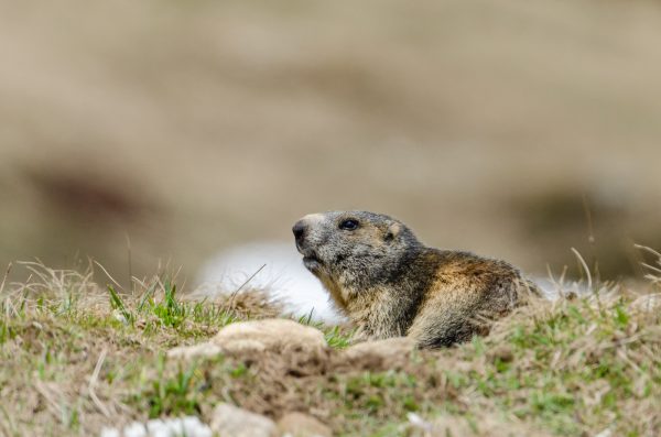 Murmeltiere [Marmota]